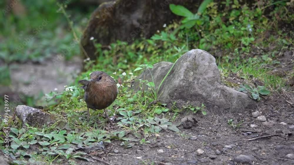 young gray songbird close up on the ground searching for food
Slow motion shot from Nepal September, 2023
young gray songbird close up on the ground searching for food
Slow motion shot from Nepal September, 2023