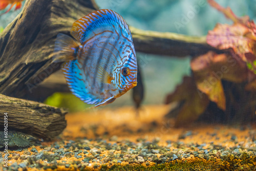 Close-up view of tiger leopard aquarium fish in freshwater aquarium. Sweden. photo