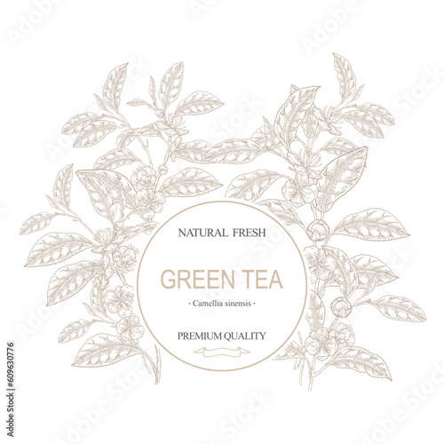 Tea background. Hand drawn Camellia sinensis plant. Green tea branches with leaves and flowers. Vector illustration in sketch style. Round frame design.