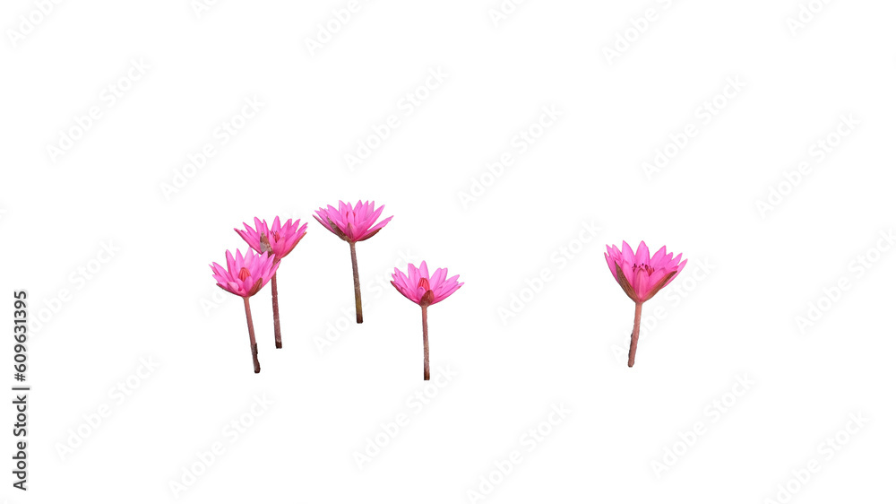 Five pink pink lotus flowers, isolated flowers.