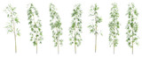 Set of bamboo trees with isolated on transparent background. PNG file, 3D rendering illustration, Clip art and cut out