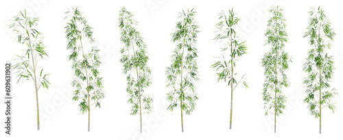 Set of bamboo trees with isolated on transparent background. PNG file, 3D rendering illustration, Clip art and cut out