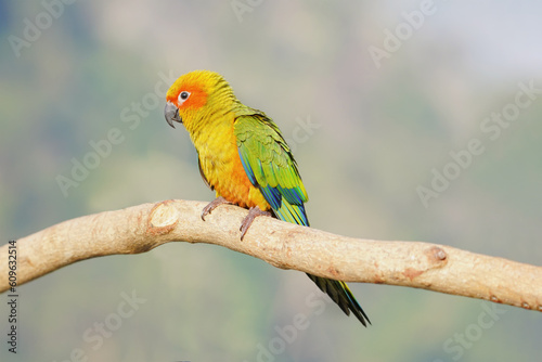 Sun Conure parrot bird standing on branch.