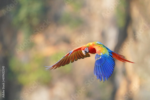  Camelot macaw feathered parrot  bird flying free..
