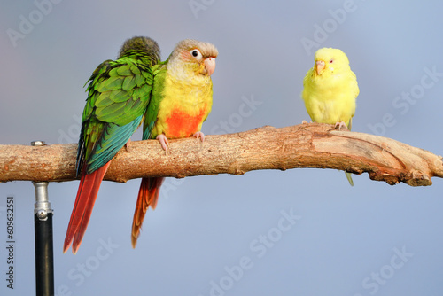 Green-Cheeked Conure parrot on a branch