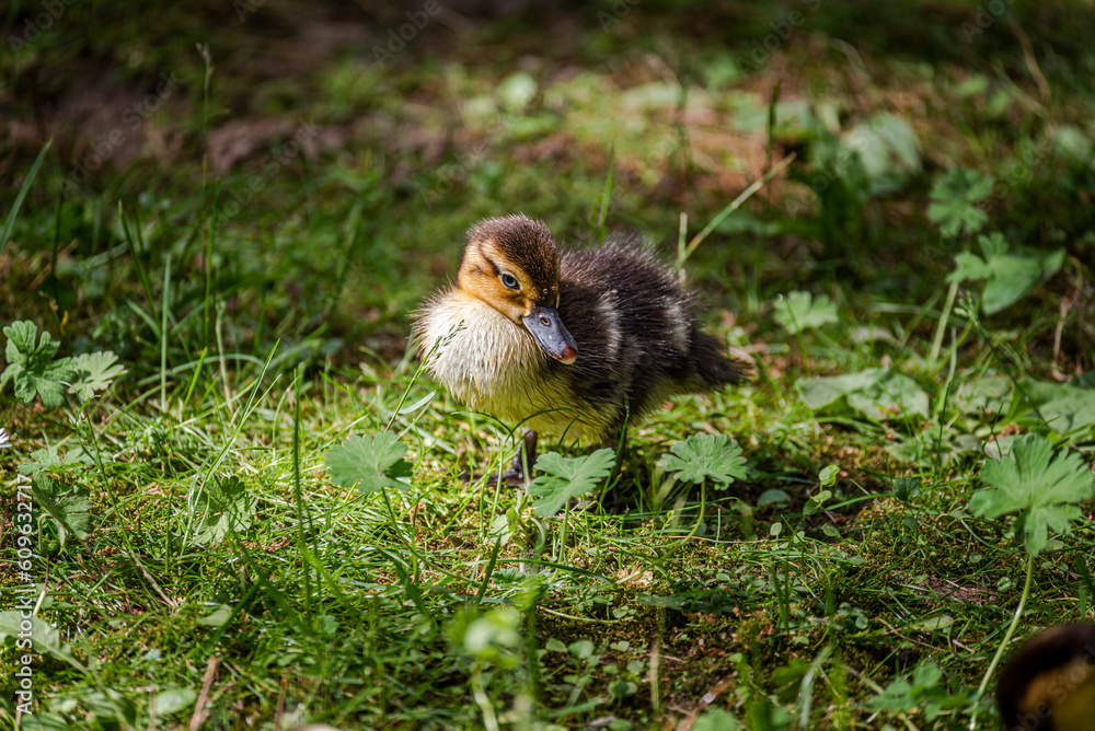 Fototapeta premium Duckling 