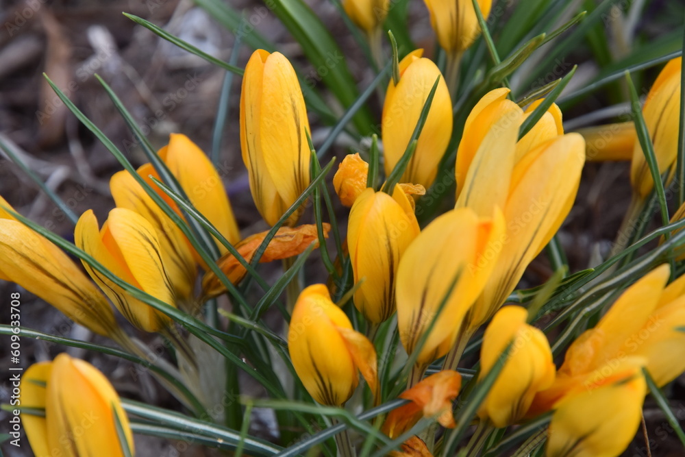Yellow crocus flowers