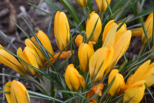 Obraz na płótnie Yellow crocus flowers w salonie