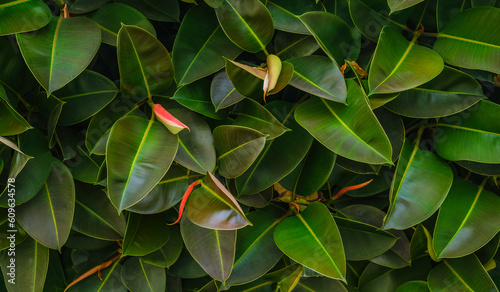A close up photo of Selective focus green leaves of rubber fig on the tree, Ficus elastica is a species of flowering plant in the family Moraceae, Nature background.