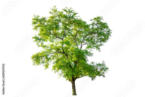Isolated  trees  on transparent background PNG file