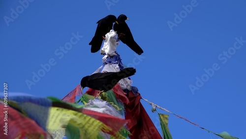 Alpine chough (Pyrrhocorax graculus) birds on top of Tibetan prayer flag pole.
Slow motion shot from Nepal, 2023
