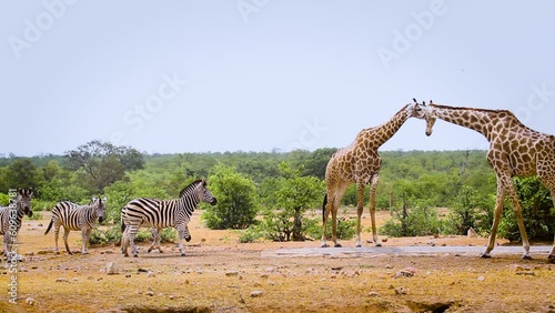 Two Giraffes and plain zebras drinking in waterhole in Kruger National park, South Africa ; Specie Giraffa camelopardalis family of Giraffidae