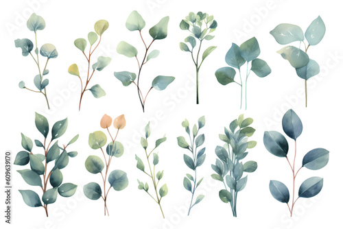 Set of beauty watercolor vector branches of eucalyptus