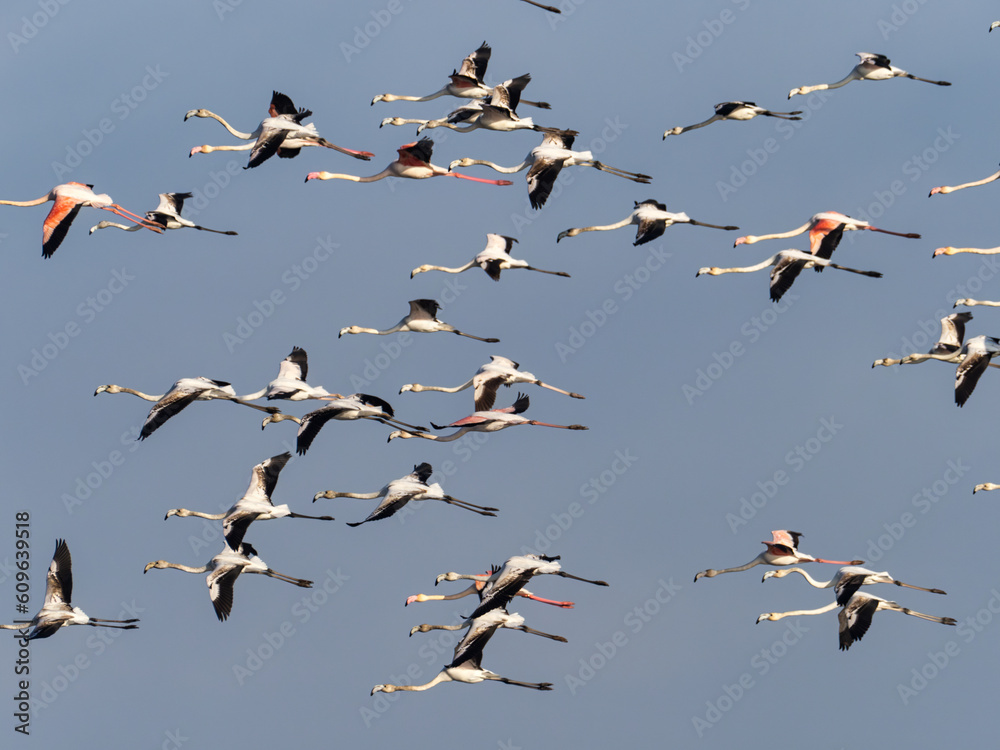 Greater flamingos,  Phoenicopterus roseus, in the marsh of the Albufera of Valencia