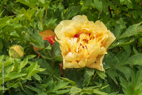 Paeonia lutea Hybride Spellbound Detail Blüte photo