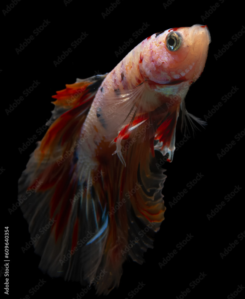 pet with fins in aquarium. tropical animal. betta fish nature in water.beautiful tail exotic siamese. background fancy isolated aquatic. fighting aggressive motion. domestic, white, black, biology, m pet with fins in aquarium. tropical animal. betta fish nature in water.beautiful tail exotic siamese. background fancy isolated aquatic. fighting aggressive motion. domestic, white, black, biology, m