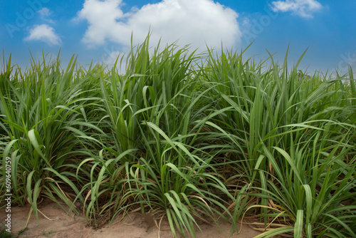 Sugarcane fields growing under a clear sky