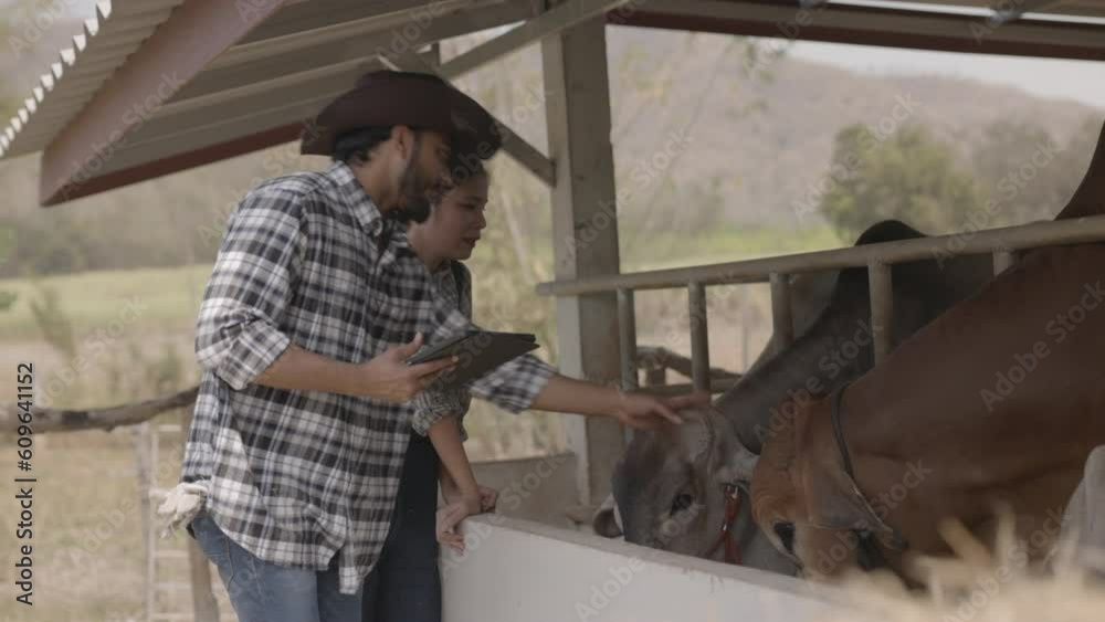 Farm worker feeding the Brahman cows in the cattle stable. beef cattle breeding business. Mammal health care