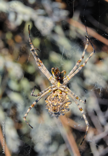 Huge spider (Argiope lobata, Araneidae), A female spider in a web, eastern Crimea
