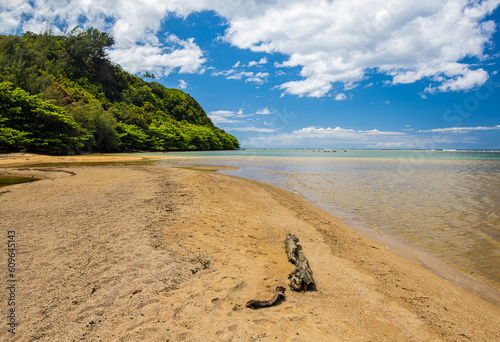 Driftwood on The Sandy Shore of Annini Beach, Kauai, Hawaii, USA photo