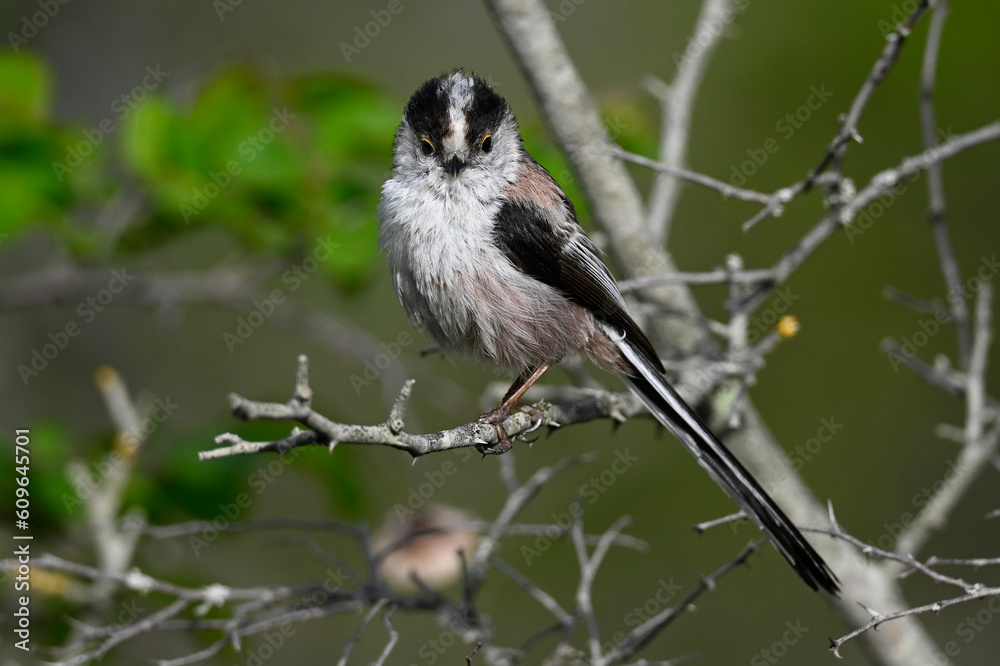 Schwanzmeise // Long-tailed Tit (Aegithalos caudatus) Schwanzmeise // Long-tailed Tit (Aegithalos caudatus)