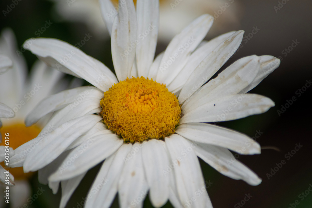 Obraz premium daisy flower