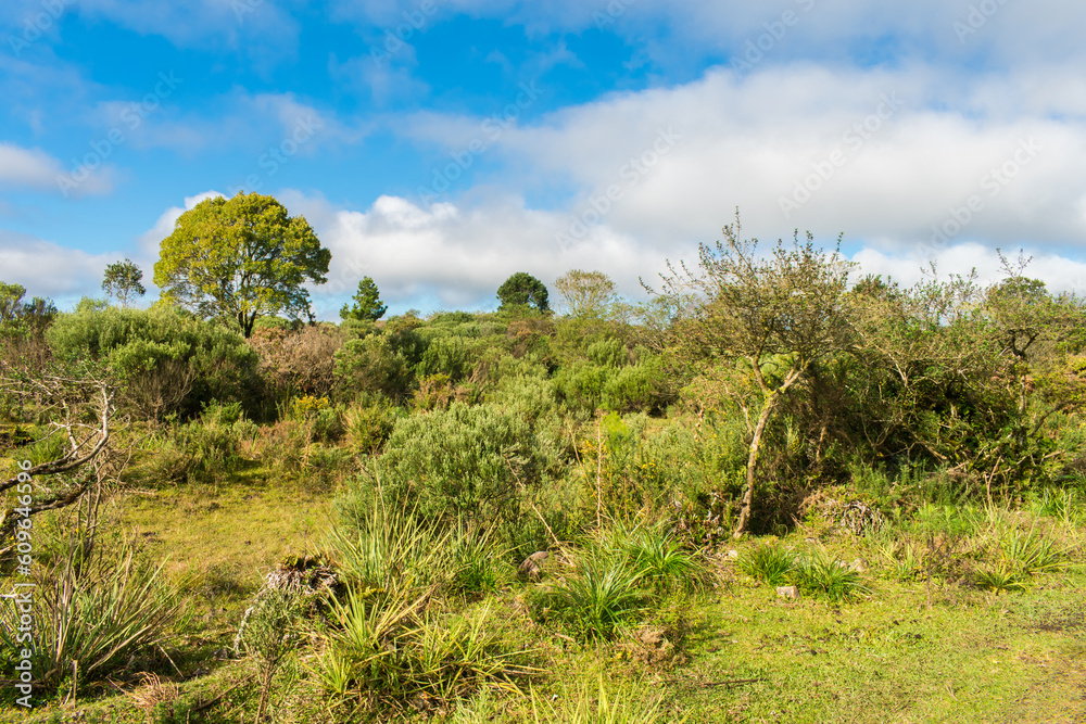 Native forest at the Parque Natural Municipal da Ronda (Ronda Municipal Natural Park) in Sao Francisco de Paula, South of Brazil