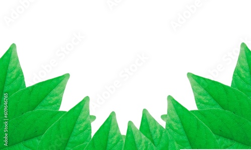 green leaves frame