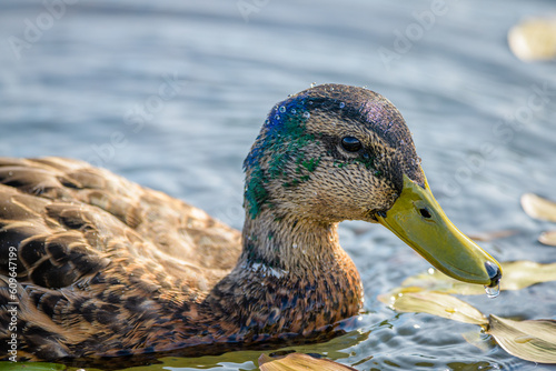 Konstfotografi Close-up of molting Mallard duck in water