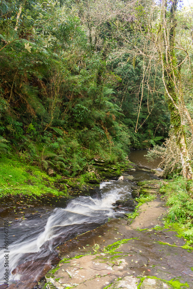 Fototapeta premium Creek by the Roda waterfall at the Ronda Municipal Natural Park in Sao Francisco de Paula, South of Brazil