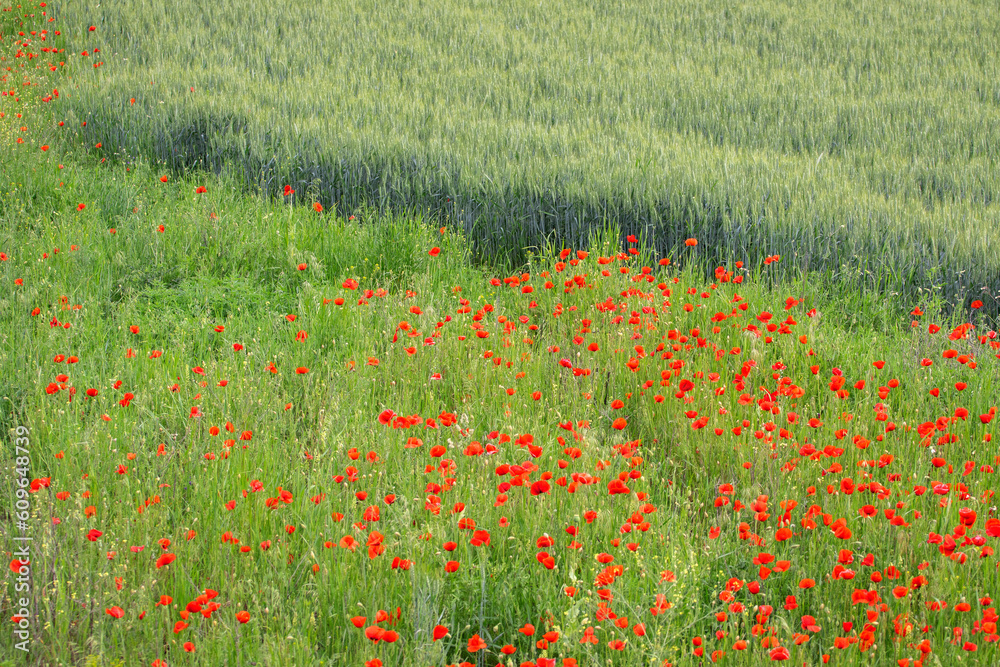 Beautiful red poppies blossoming in the green meadow in summer.