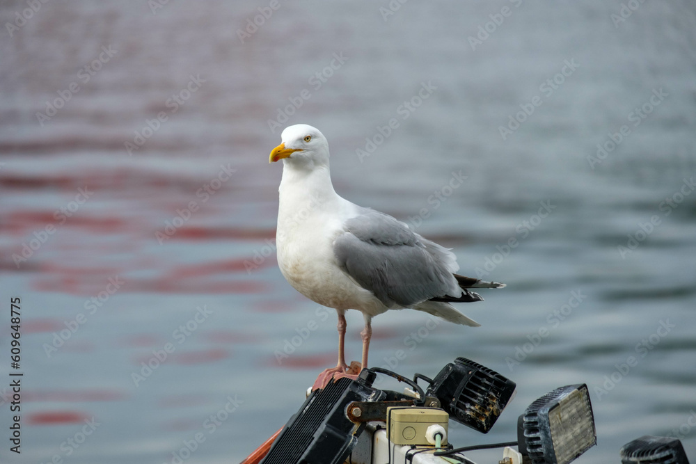Obraz premium Seagull over the ocean at dusk in Scotland, Fort William