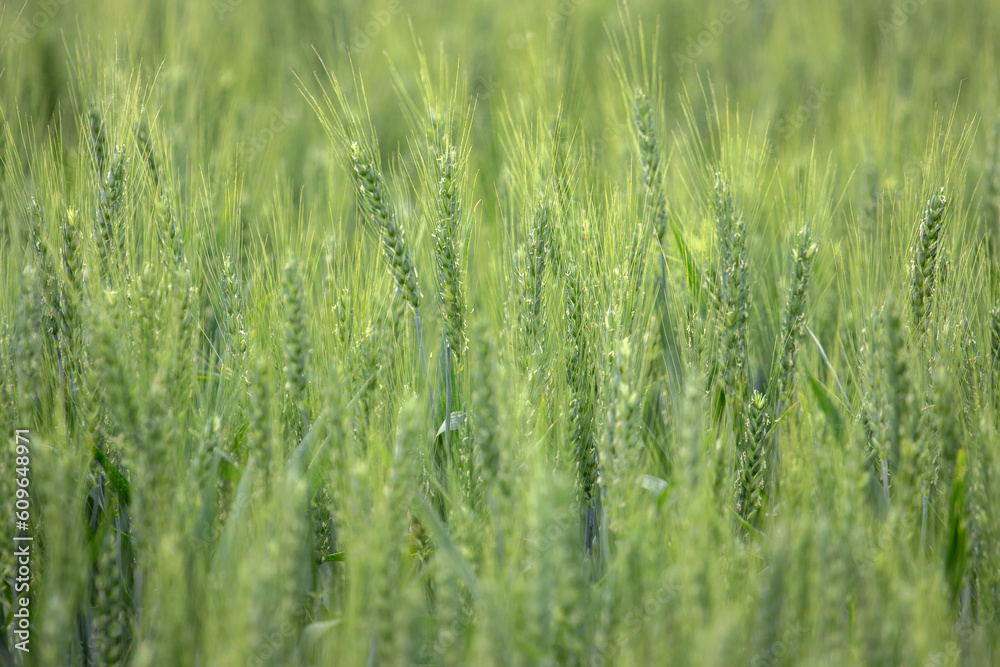 Detail of organic wheat field with green grains in summer time for background use Detail of organic wheat field with green grains in summer time for background use
