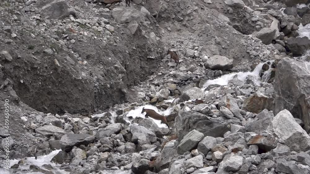 Mountain goats climbing steep rocks
Slow motion shot from Nepal, 2023
