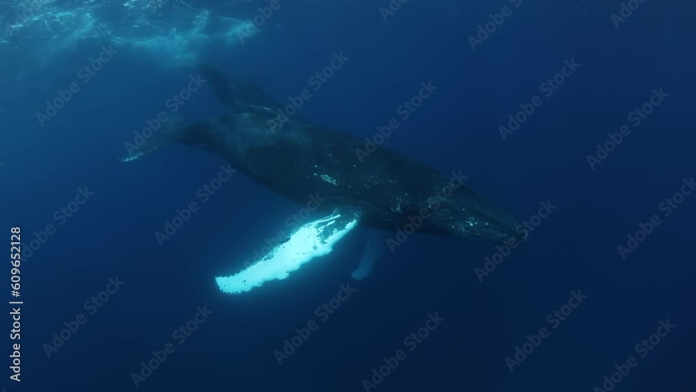 Humpback whales underwater of Pacific Ocean. Giant animal Megaptera Novaeangliae in Tonga Polynesia. Concept of family idyll of whales giant sea animals and underwater megafauna. Humpback whales underwater of Pacific Ocean. Giant animal Megaptera Novaeangliae in Tonga Polynesia. Concept of family idyll of whales giant sea animals and underwater megafauna.