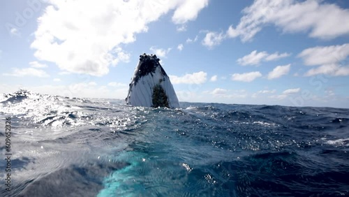 Humpback whales underwater of Pacific Ocean. Giant animal Megaptera Novaeangliae in Tonga Polynesia. Concept of family idyll of whales giant sea animals and underwater megafauna.