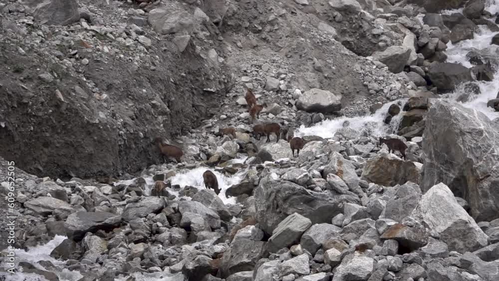 Herd of mountain goats next to river and many boulders
Slow motion shot from Nepal, 2023
Herd of mountain goats next to river and many boulders
Slow motion shot from Nepal, 2023