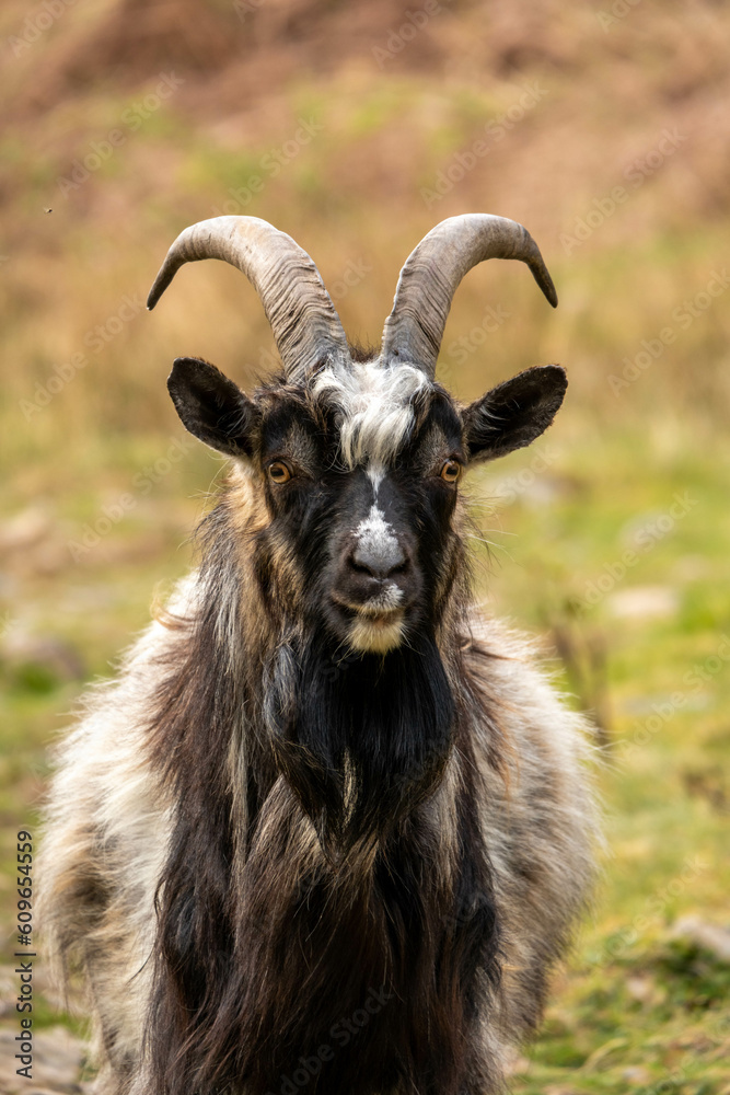 Goat with large horns and bright eyes, black and white