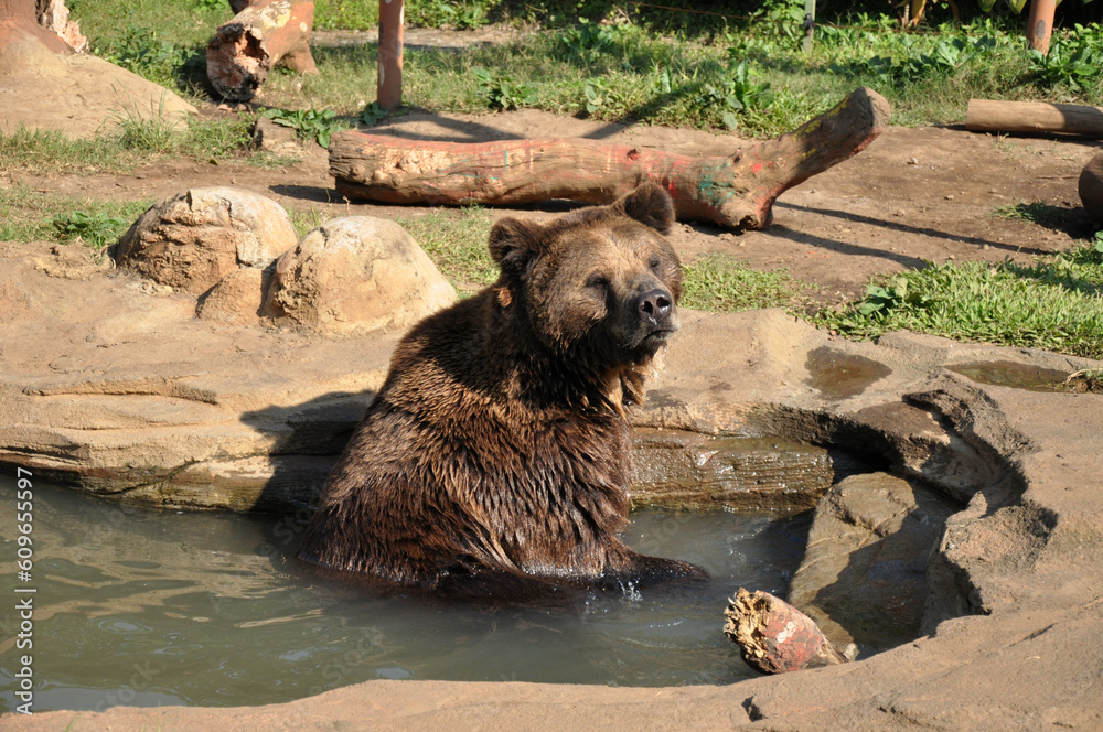 Obraz premium Brown Bear Sitting on The Water
