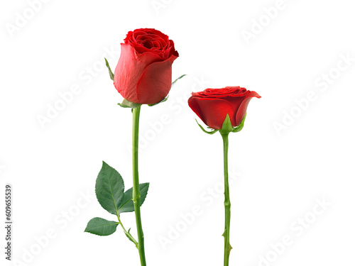 Red roses transparent background