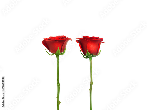 Red roses transparent background