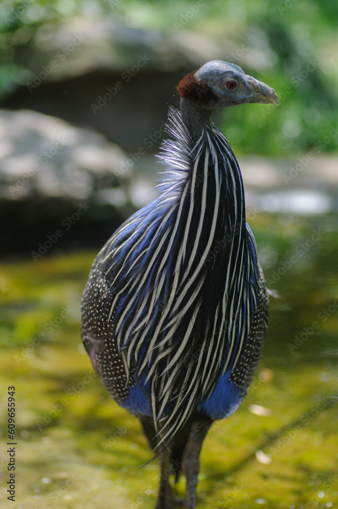 Naklejka premium Beautiful guineafowl standing in the water of a pond