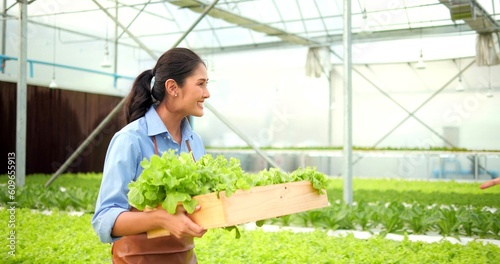 Happy young asian woman farmer holding organic lettuce on hands in greenhouse garden.  Organic hydroponics vegetable farm, Healthy and vegan food concept