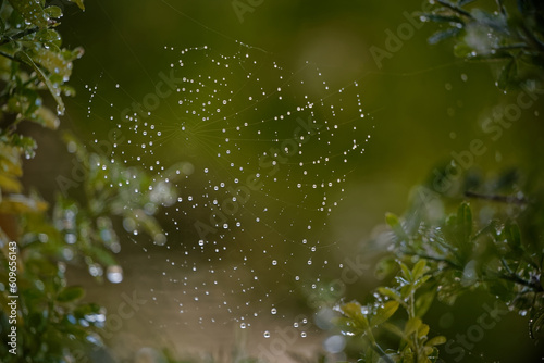 Rain drops on spider's web surrounded by green plants. Moody dark background.
