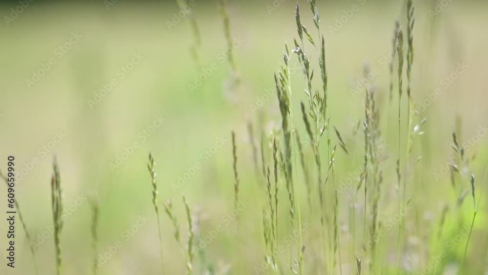 Grasses that move with the wind Grasses that move with the wind