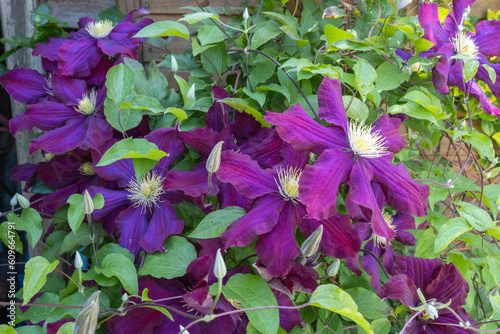 Clematis Aotearoa Detail Blüte