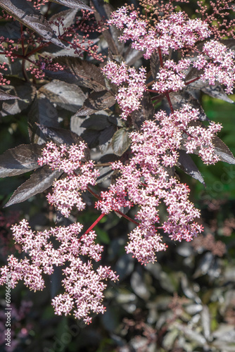 Sambucus nigra Black Lace Detail Blüte