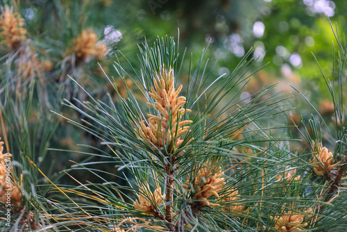 Blossom of Macedonian pine. Male pollen producing strobili. New male cone of Balkan pine. Pinus peuce. Yellow cluster pollen-bearing microstrobiles of white pine group, Pinus subgenus Strobus. photo