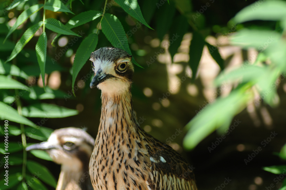 Fototapeta premium Close-up of the head of a black-necked curlew