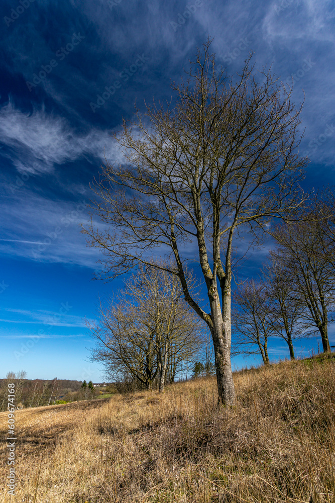 Fototapeta premium 01-04-2023 Jylland, Denmark. Landscape - Naked trees